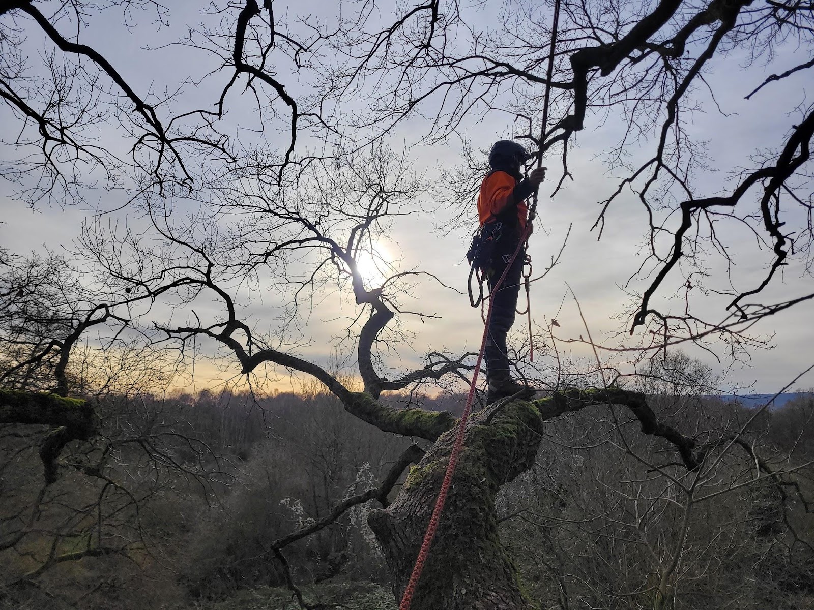 Élagueur-grimpeur ARBOGEN en hauteur dans un arbre au coucher du soleil