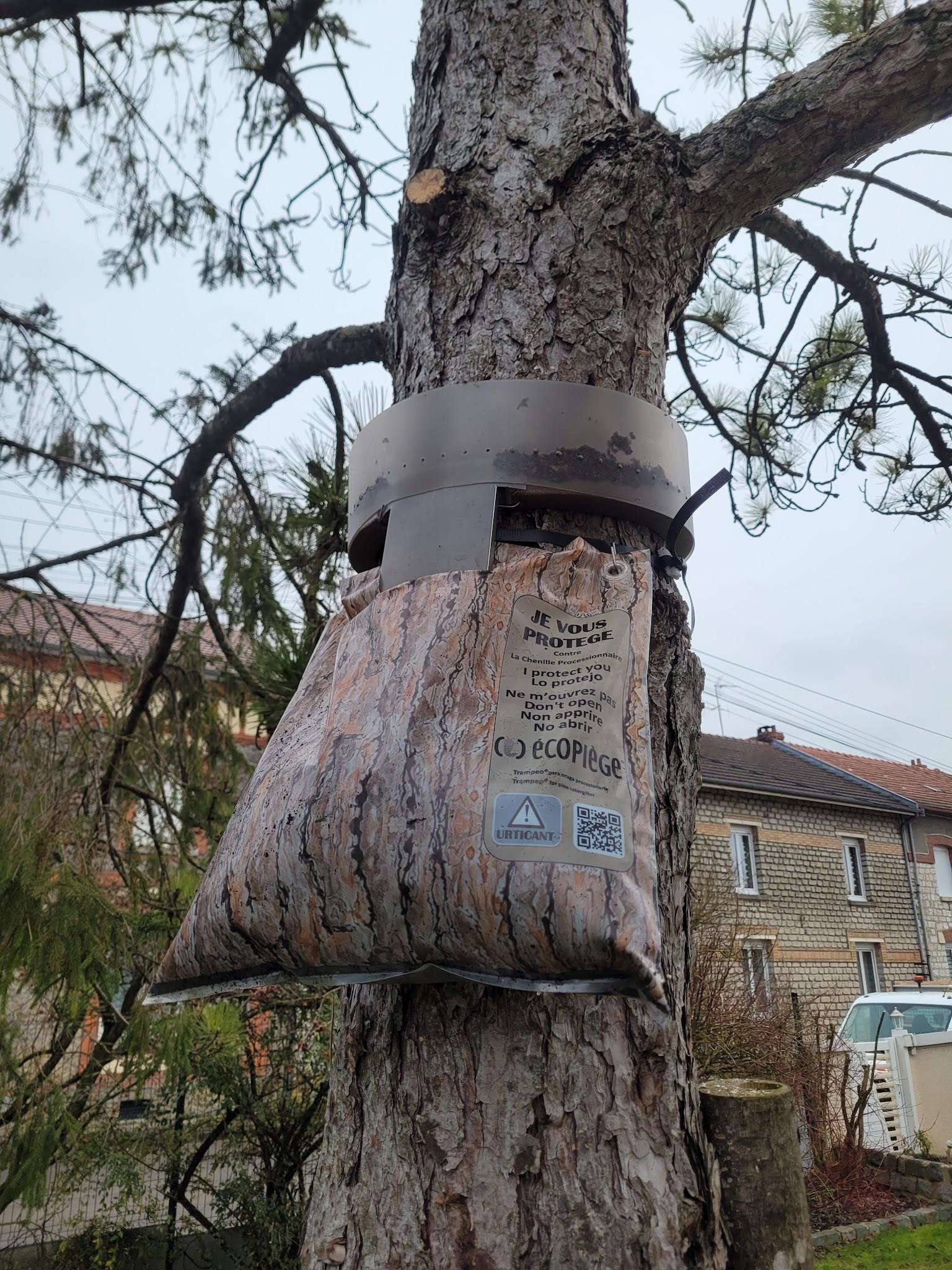 Pose d'un piège à chenilles processionnaires